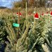 Smrek obyčajný (Picea abies) - výška 150-170 cm, kont. C25L